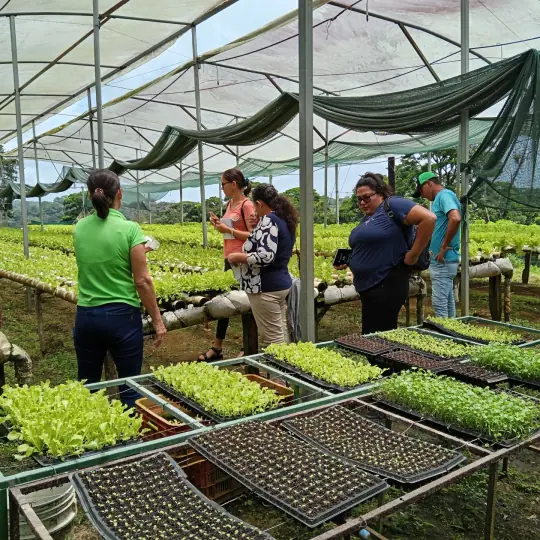 Visitantes recorriendo el invernadero entre bandejas de almácigos y lechugas