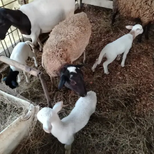Ovejas Dorper con sus corderitos comiendo heno