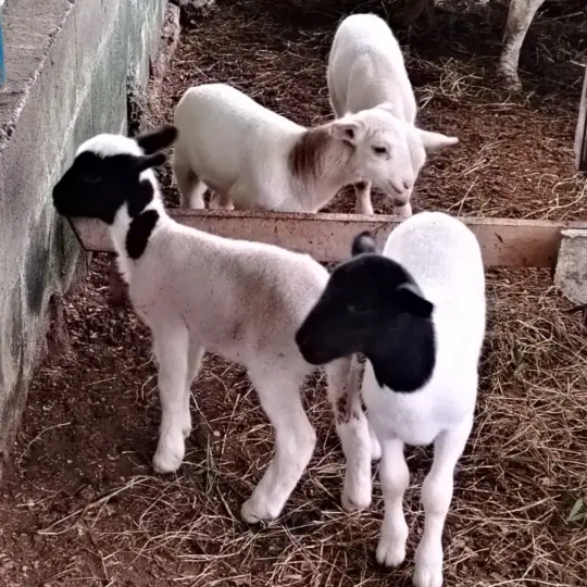 Dos corderitos Dorper blancos con cabeza negra