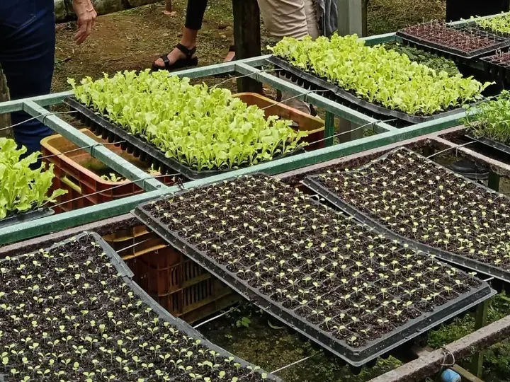 Bandejas de almácigos y plántulas de lechuga en el vivero
