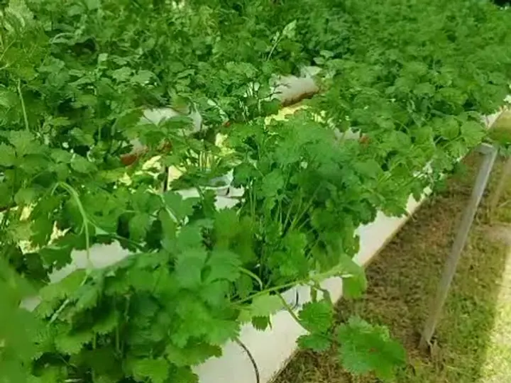 Culantro castilla creciendo en tubos hidropónicos