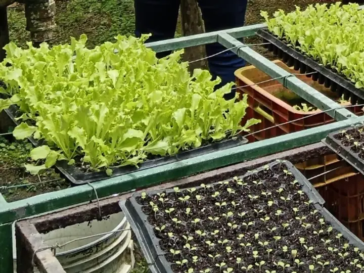 Lechugas listas para cosecha en el invernadero de la granja