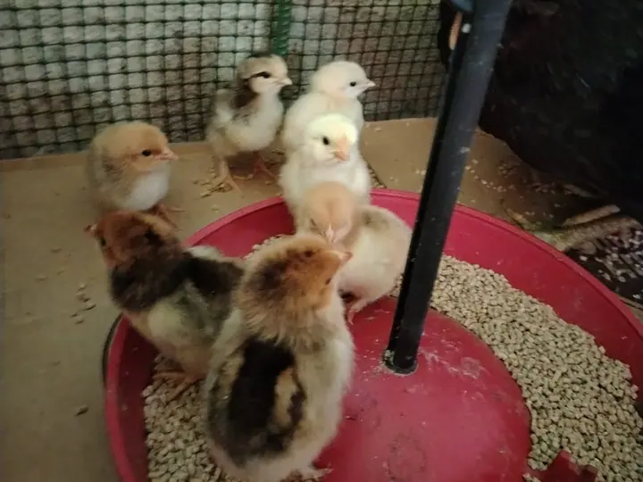 Pollitos recién llegados comiendo en el comedero